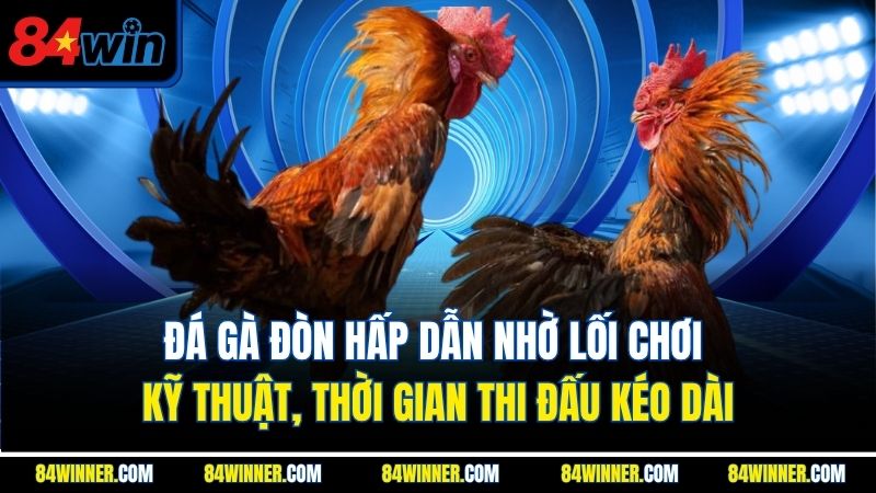 Đá gà đòn hấp dẫn nhờ lối chơi kỹ thuật, thời gian thi đấu kéo dài