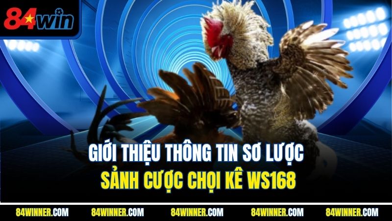 Giới thiệu thông tin sơ lược sảnh cược chọi kê WS168