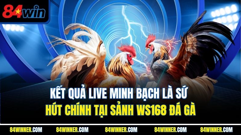 Kết quả live minh bạch là sứ hút chính tại sảnh WS168 đá gà
