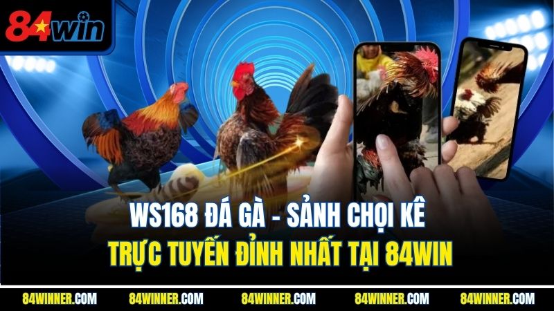 WS168 Đá Gà - Sảnh Chọi Kê Trực Tuyến Đỉnh Nhất Tại 84WIN